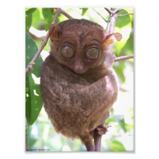 Impressão de Foto de Tarsier nas Filipinas