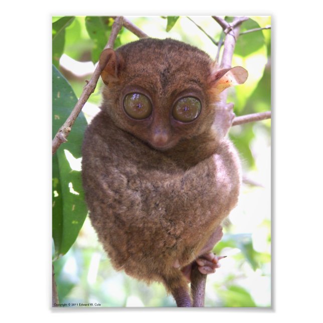 Impressão de Foto de Tarsier nas Filipinas (Frente)