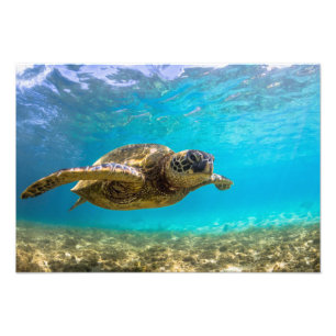 Impressão de Foto de Tartaruga Marinha