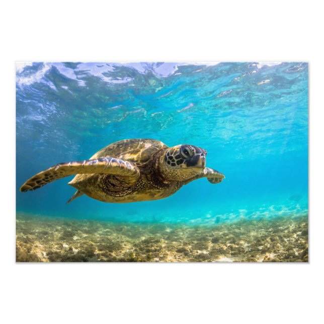 Impressão de Foto de Tartaruga Marinha (Frente)