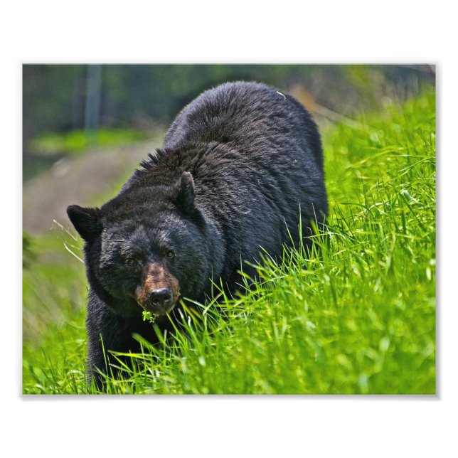Impressão de Foto de Urso Negro (Frente)