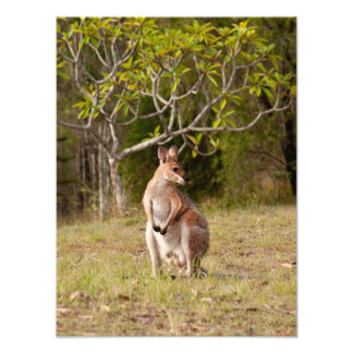 Impressão de Foto do Adulto Male Wallaby Austrália