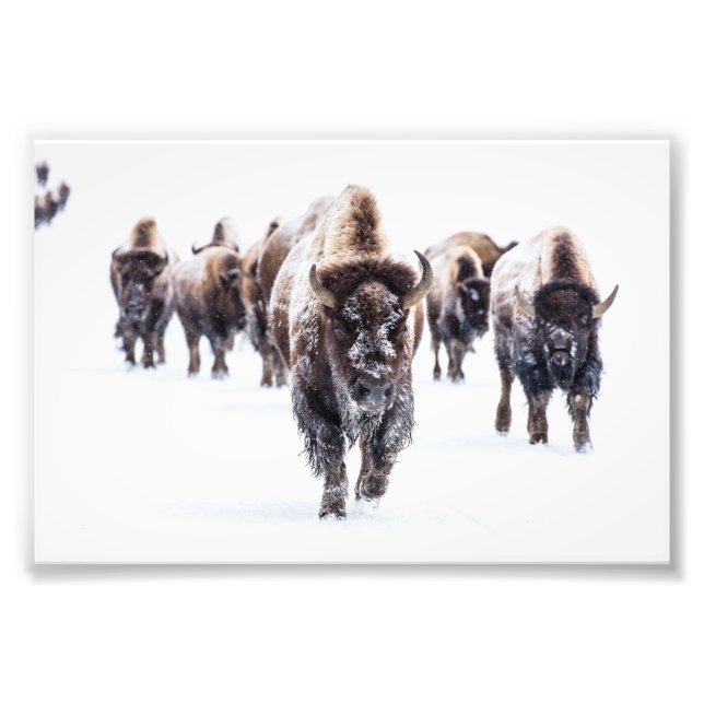 Impressão de Foto do Búfalo de Yellowstone (Frente)