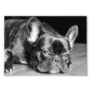 Impressão de Foto do Bulldog Francês