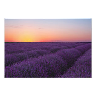 Impressão de Foto do Campo de Lavanda