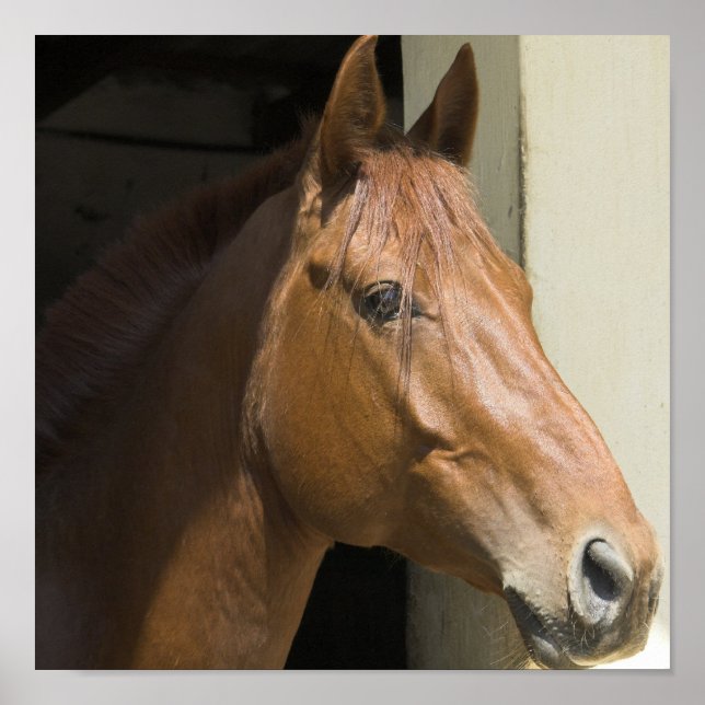 Impressão de Foto do Cavalo Quarto Americano (Frente)