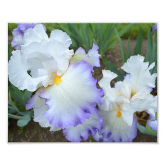 Impressão de Foto do Círculo Iris 10"x8" da Rainha
