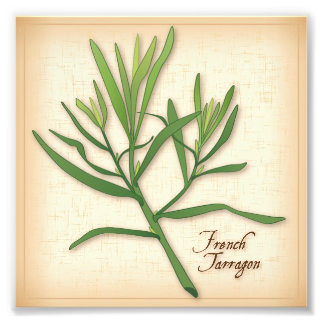 Impressão de Foto do Herb do Tarragon Francês (Frente)