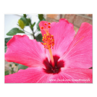 Impressão de Foto do Hibiscus Rosa