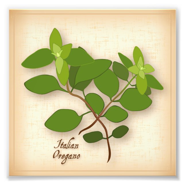 Impressão de Foto do Orégano Italiano (Frente)