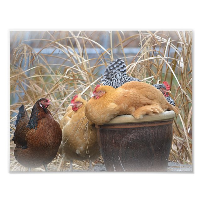 Impressão de Foto do Partido Hen (Frente)