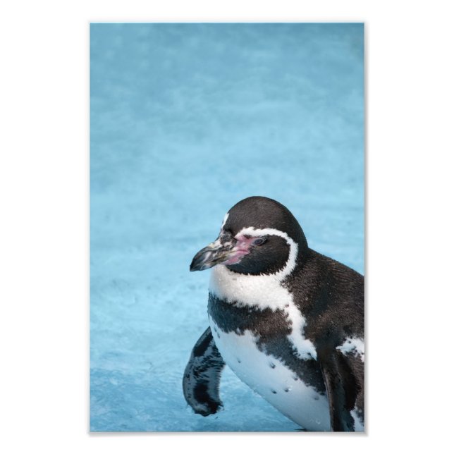 Impressão de Foto do Pinguim-de-magalhães (Frente)