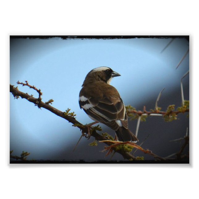 Impressão de Foto do Sparrow Weaver com Navegação  (Frente)
