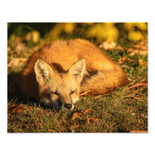 Impressão de Foto Fox Fox Pequeno e Sonolento