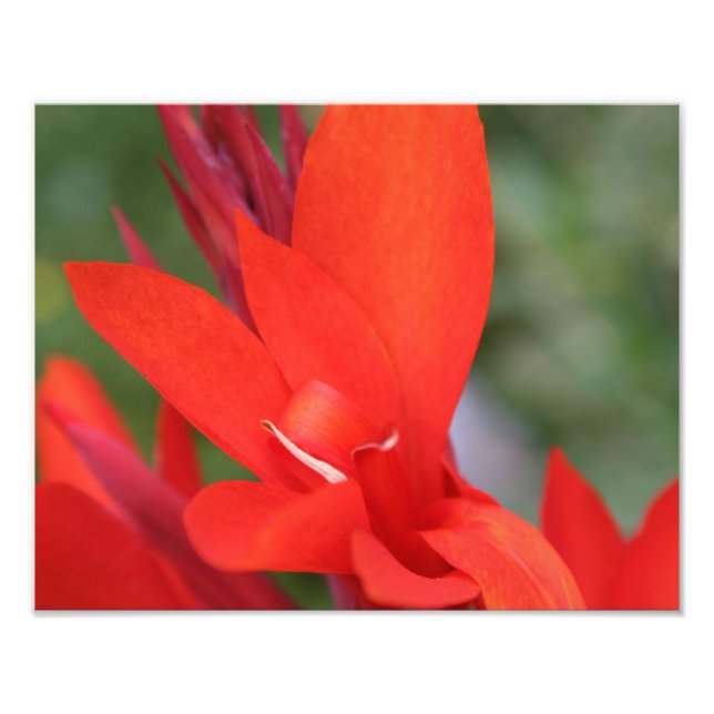 impressão de Foto "Lady in Red" Red Canna Lily (Frente)