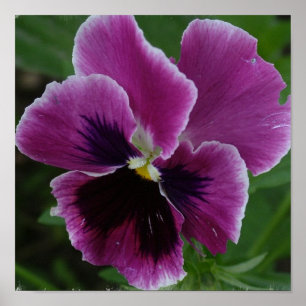 Impressão de Foto Pansy Picture