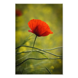 Impressão de Foto Papoula Floral Fotografia da Nat