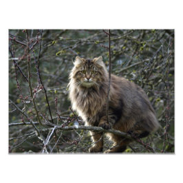 Impressão de Foto Pet de Gato de Cabelo Longo