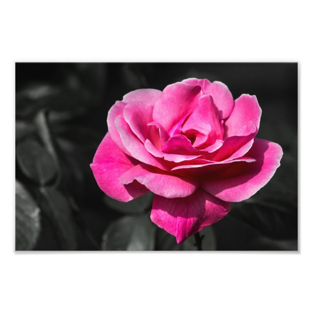 Impressão de Foto Rosa Rosa Elegância (Frente)