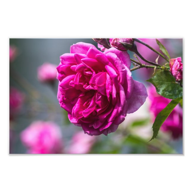 Impressão de Foto Rosa Rosa Fotografia (Frente)