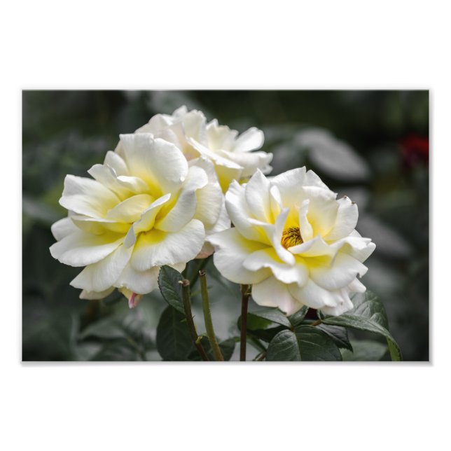 Impressão de Foto Rosas Brancas Fotografia (Frente)