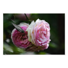 Impressão de Foto Rosas Cor-de-Rosa - Dueto Enrube