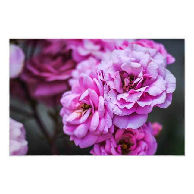 Impressão de Foto Rosas Macias Rosa  (Frente)