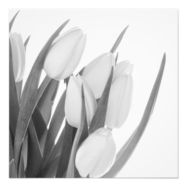Impressão de Foto Tulipas Brancas (Frente)