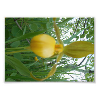 impressão de Fotografia 5x7