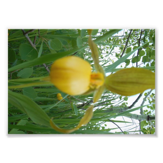 impressão de Fotografia 5x7 (Frente)