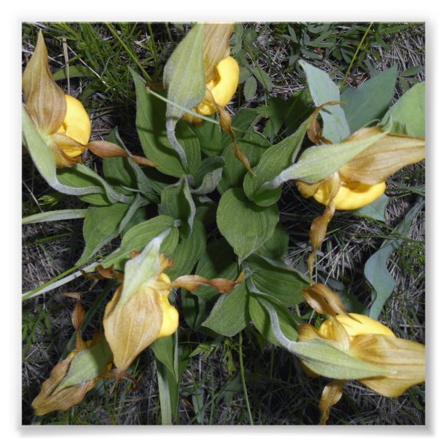 impressão de Fotografia 6x6 (Frente)