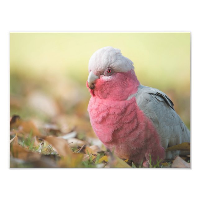 Impressão de fotografia Autumnal Galah 12x16" (Frente)