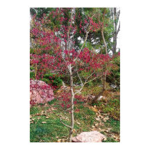 Impressão de Fotografia da Árvore Flor Rosa