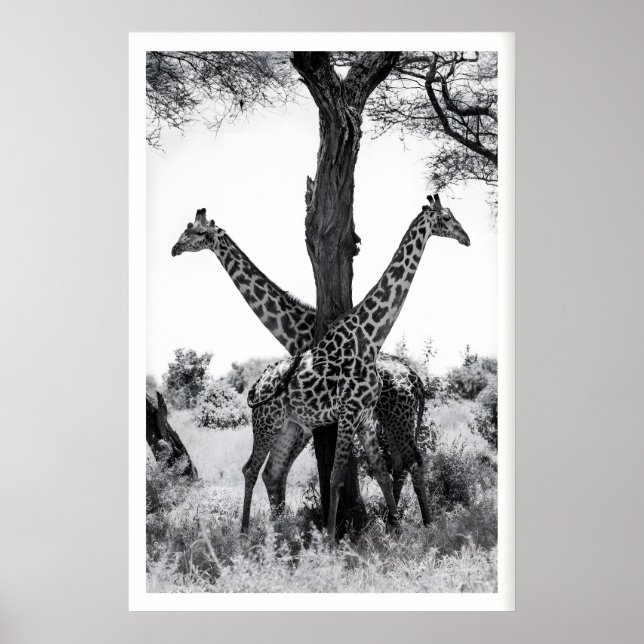 Impressão de Fotografia da Vida Selvagem, Girafas  (Frente)