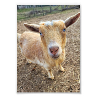 impressão de Fotografia de 5"x7" | Ginger