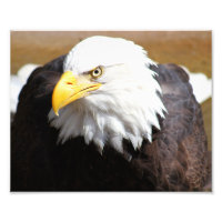 Impressão de Fotografia de Águia Balda Americana