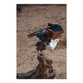 Impressão de Fotografia de Alta Qualidade da águia