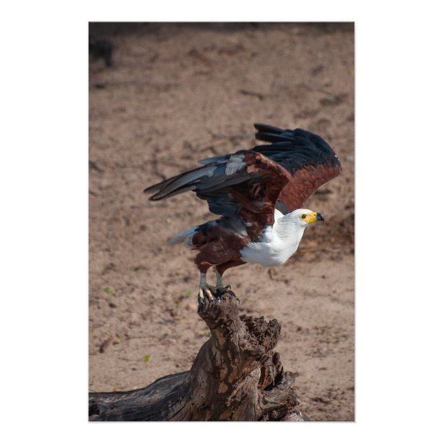 Impressão de Fotografia de Alta Qualidade da águia (Frente)