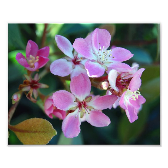 Impressão de Fotografia de Ballerina Rosa Blossomo (Frente)
