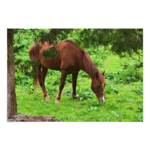 Impressão de Fotografia de Cavalo