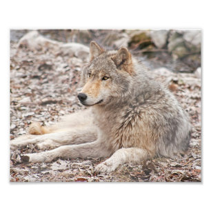 Impressão de Fotografia de Descolagem do Lobo de