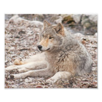 Impressão de Fotografia de Descolagem do Lobo de M