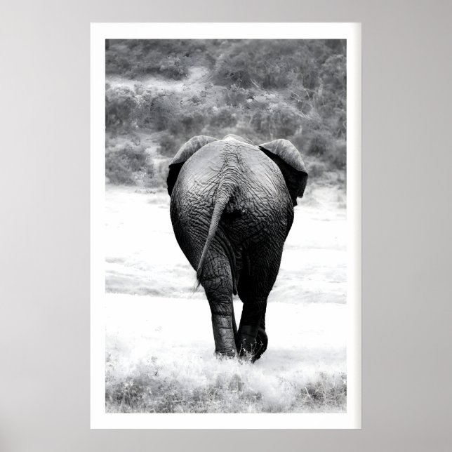 Impressão de Fotografia de Elefante Monocromática  (Frente)