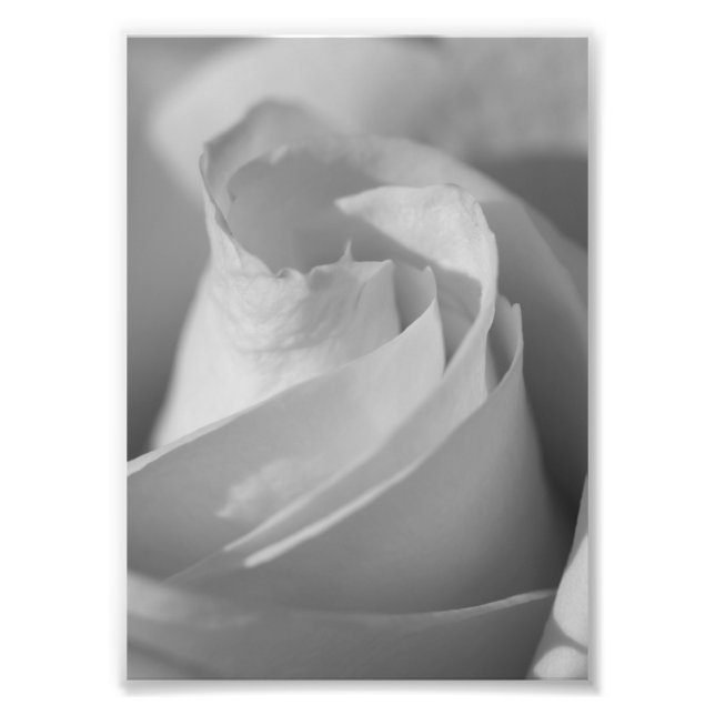 Impressão de Fotografia de Flor B&W Rosa Branca (Frente)