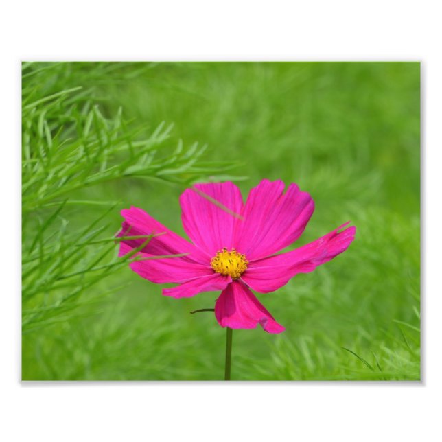 Impressão de Fotografia de Flor do Cosmos Rosa (Frente)