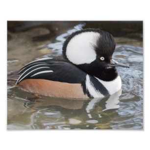 Impressão de Fotografia de Merganser