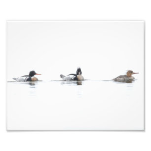 Impressão de Fotografia de Merganser Vermelho em