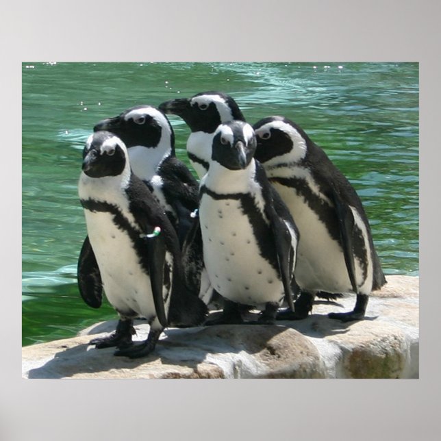 Impressão de Fotografia de Pinguins (Frente)