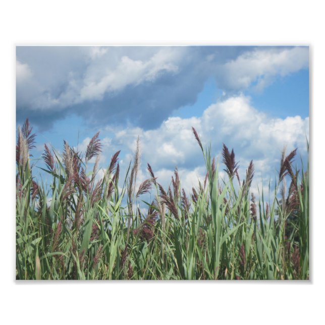 Impressão de Fotografia de Salt Water Marsh (Frente)