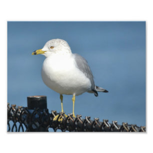 Impressão de Fotografia de Seagull
